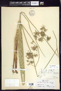 Juncus pylaei image