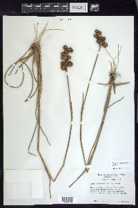 Juncus megacephalus image