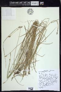 Carex suberecta image