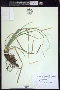 Carex cherokeensis image