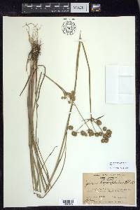 Juncus megacephalus image