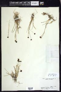 Juncus mertensianus image