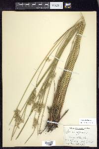 Juncus pylaei image