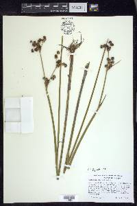 Juncus militaris image