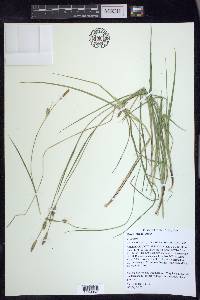 Carex meadii image