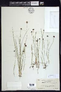 Juncus mertensianus image