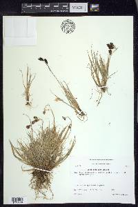 Carex atrofusca image