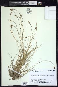 Carex glareosa image