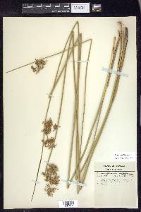 Juncus pylaei image