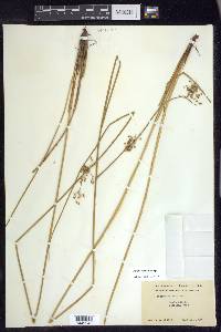 Juncus pylaei image