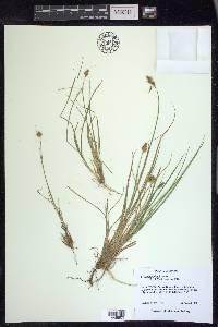 Carex leporinella image