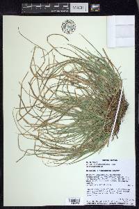 Carex nigromarginata image