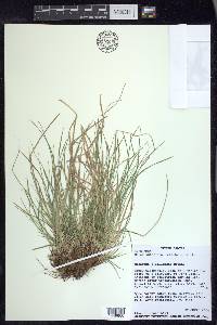 Carex umbellata image