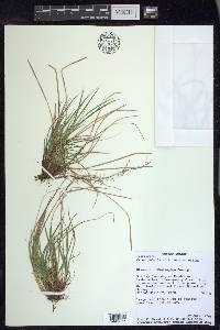 Carex umbellata image