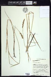 Carex sartwellii image