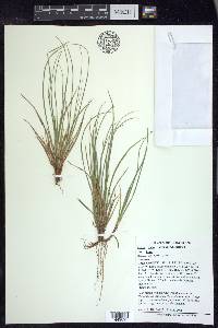 Carex tonsa image