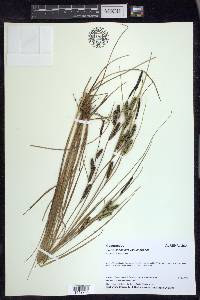 Carex lenticularis image