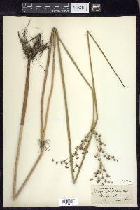 Juncus militaris image