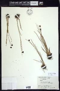 Juncus mertensianus image