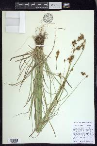 Carex praticola image