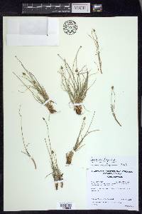 Carex arctogena image