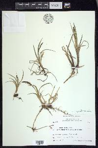 Carex aquatilis var. minor image