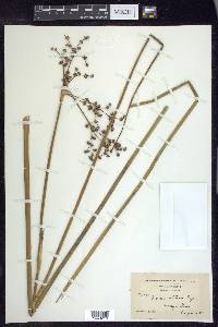 Juncus militaris image