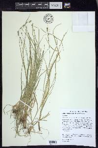 Carex socialis image