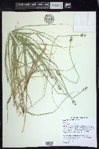 Carex leavenworthii image