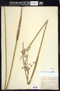 Juncus militaris image