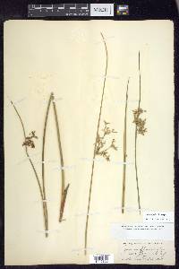 Juncus pylaei image