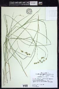 Carex straminea image