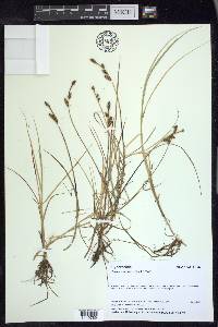 Carex mackenziei image