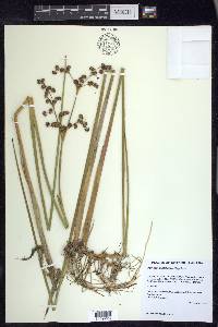 Juncus militaris image