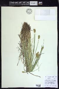 Carex crawfordii image