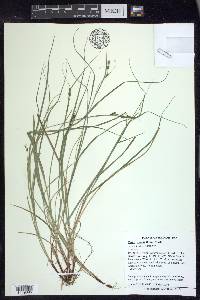 Carex swanii image