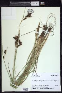 Carex gmelinii image