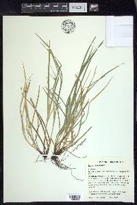 Carex jamesii image