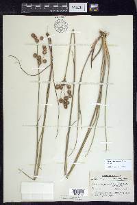 Juncus megacephalus image