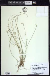 Carex multicaulis image