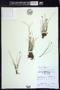 Carex arctogena image