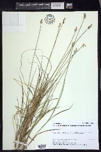 Carex echinata image