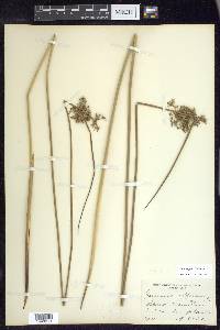 Juncus pylaei image