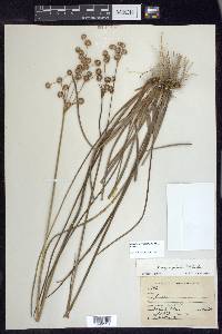 Juncus megacephalus image