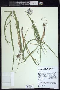 Carex davisii image