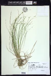 Carex atlantica subsp. capillacea image