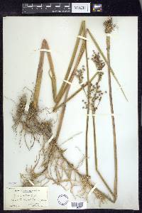 Juncus militaris image