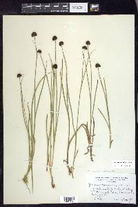 Juncus mertensianus image