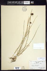 Juncus mertensianus image