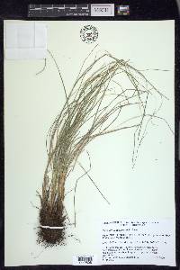 Carex longissima image